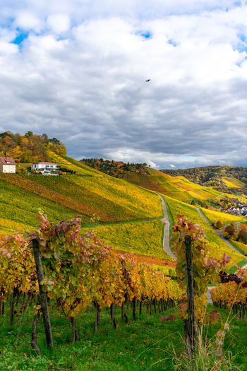 Scenic view of agricultural field against sky