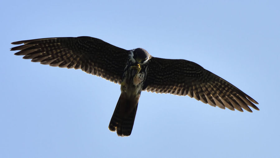 Low angle view of eagle flying against clear sky