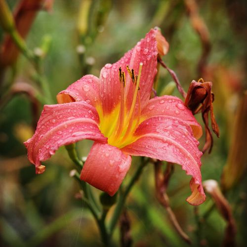 Close-up of pink flower