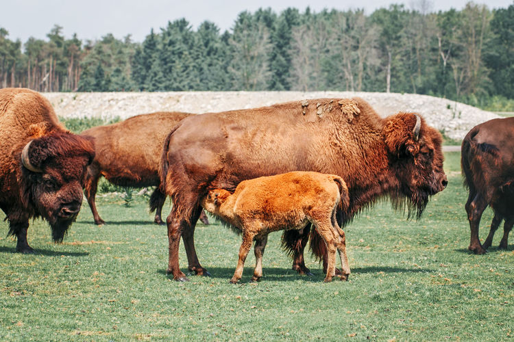 Plains female bison feeding baby calf with milk. group of oxen eating grass outdoor. herd animals 