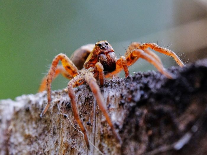 A wolf spider sits on a tree stump on a sunny day.