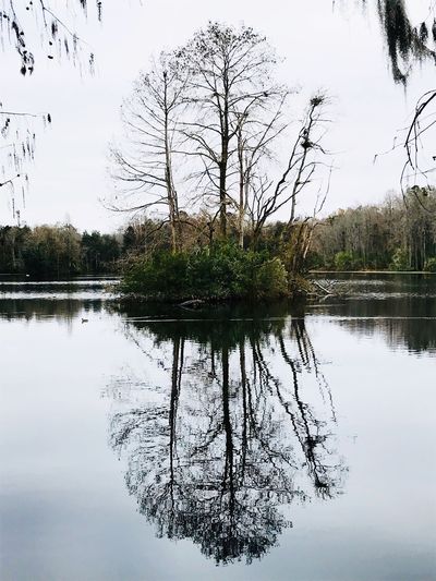 Reflection of tree in lake against sky