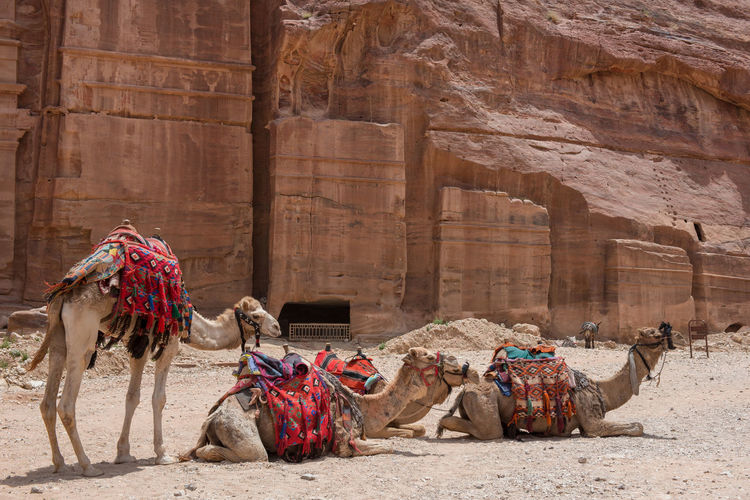 Resting camels waiting for tourists in the archeological site of petra, jordan
