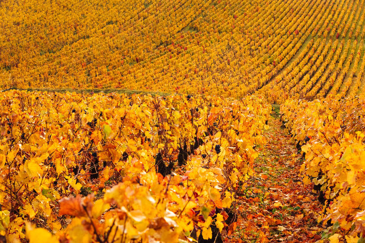 Full frame shot of yellow flowering plants on field during autumn. vineyards during autumn. burgundy