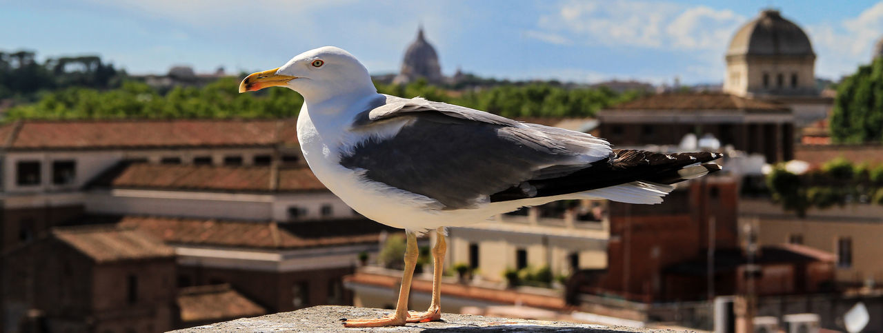 Seagull perching on a temple against building