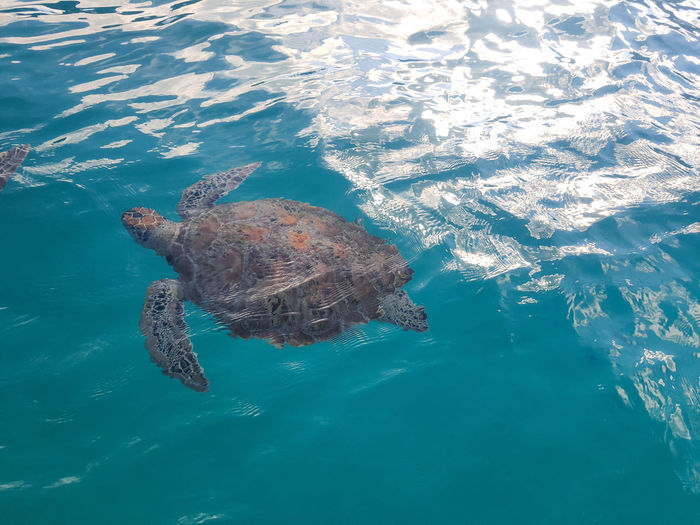 Swimming sea turtle in the ocean
