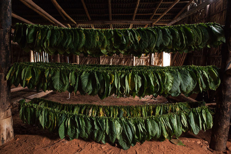Tobacco leaves drying in hut