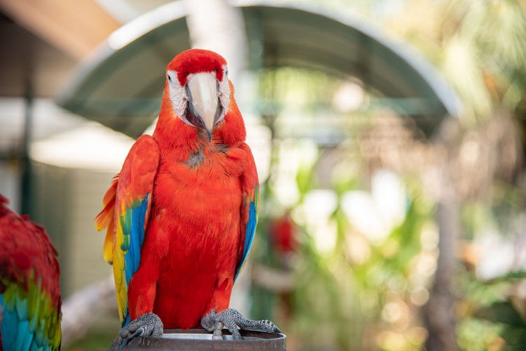 Close-up of parrot perching on leaf