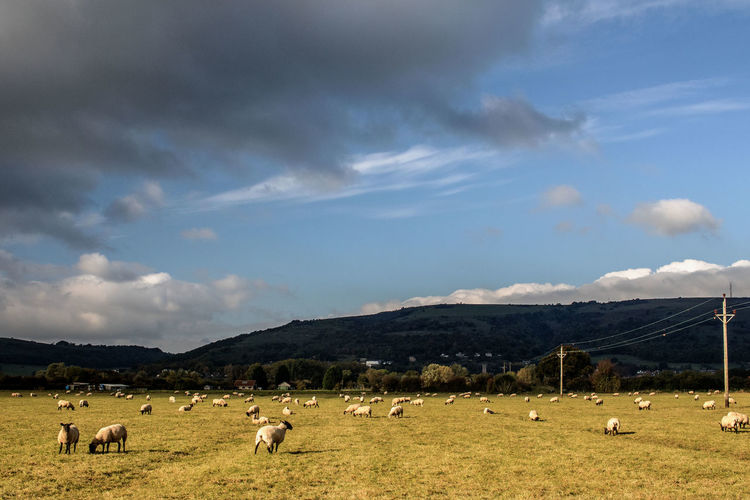 Flock of sheep grazing on grassy field against sky