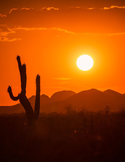 Hot desert sunset over saguaro, climate crisis, global warming. vertical image with copy space.