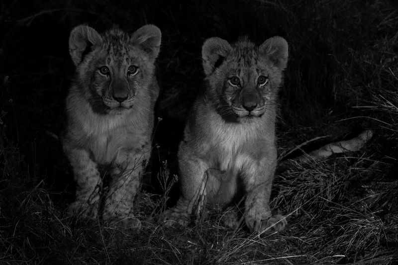 Young lion cubs taken at night just on the edge of the bush