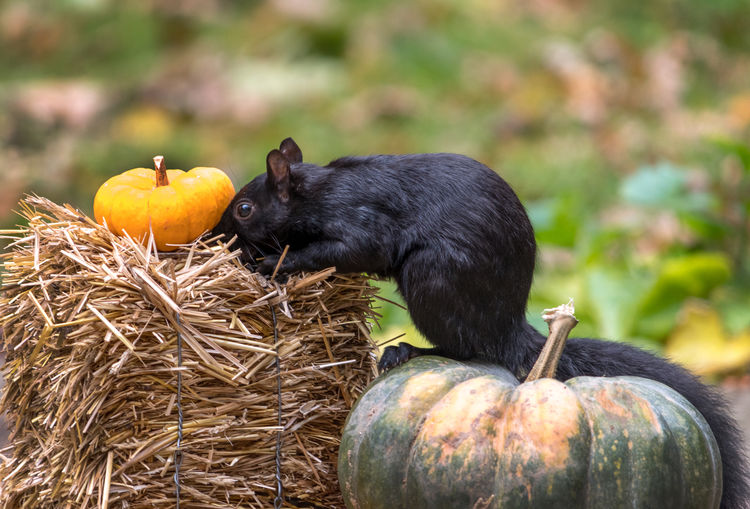 A funny wild squirrel gets up close and personal as he examines this adorable orange pumpkin