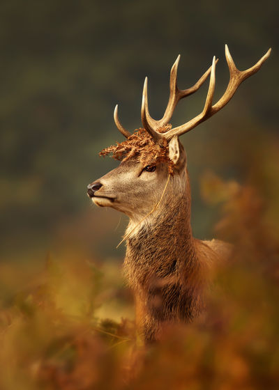 Close-up of red deer with dry leaves on head at forest