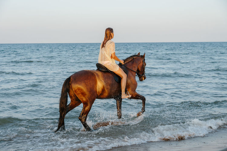 Dog riding horse on beach