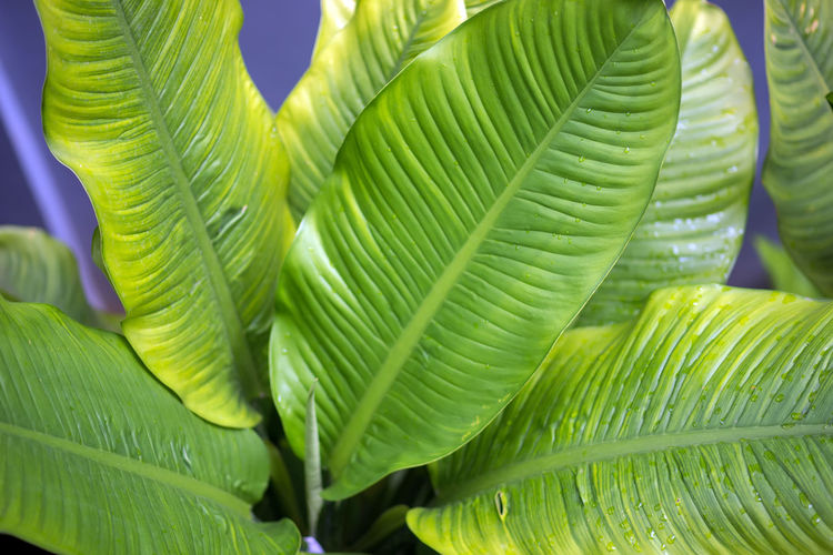 Close-up of green leaves