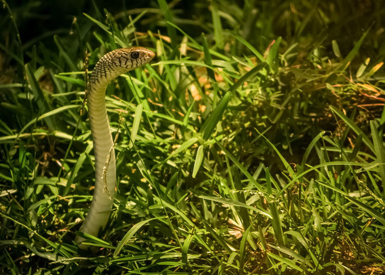 Close-up of a lizard on grass