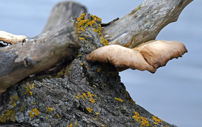 Low angle view of mushrooms growing on tree trunk