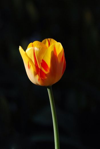 Close-up of yellow tulip blooming outdoors
