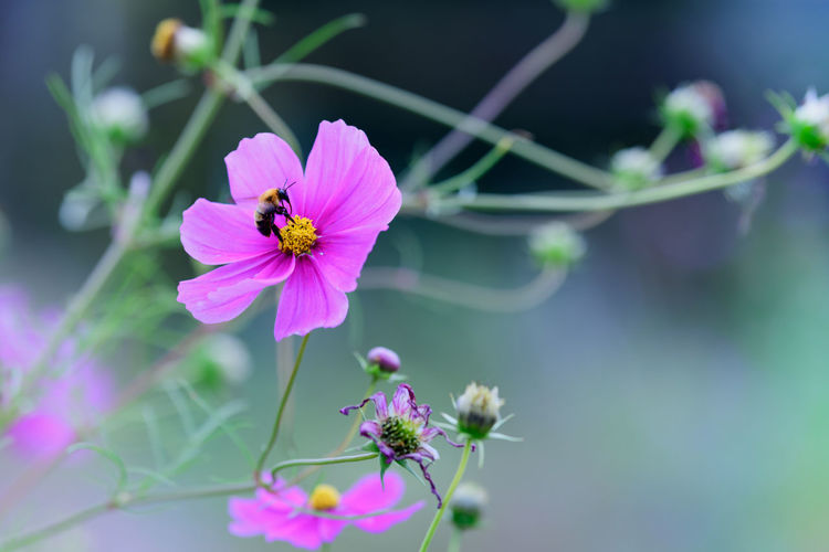Close-up of purple cosmos flower blooming outdoors