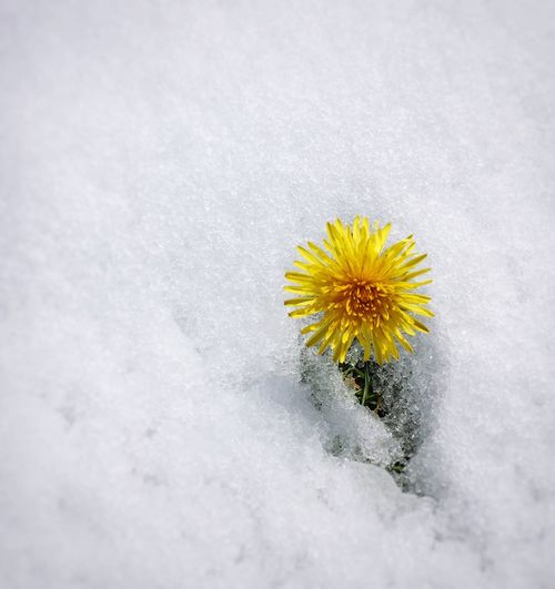 Close-up of frozen flower