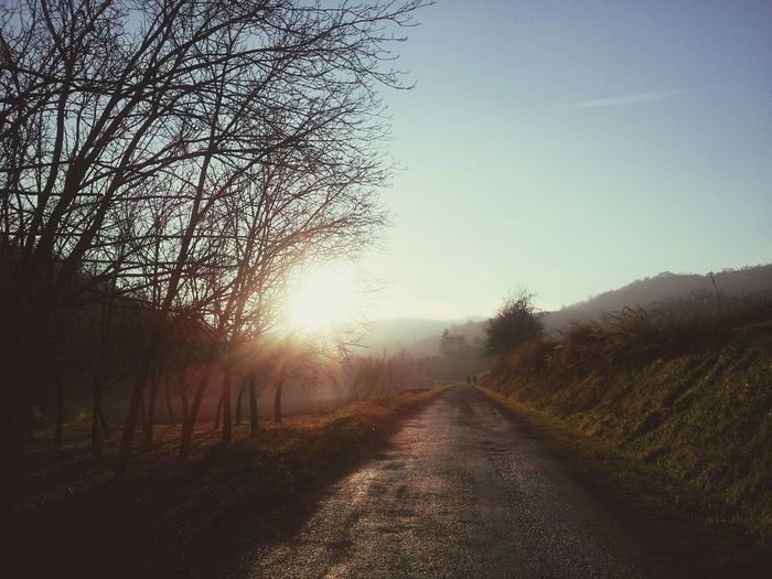 Road passing through forest