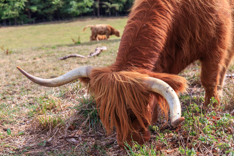 Horses in a field