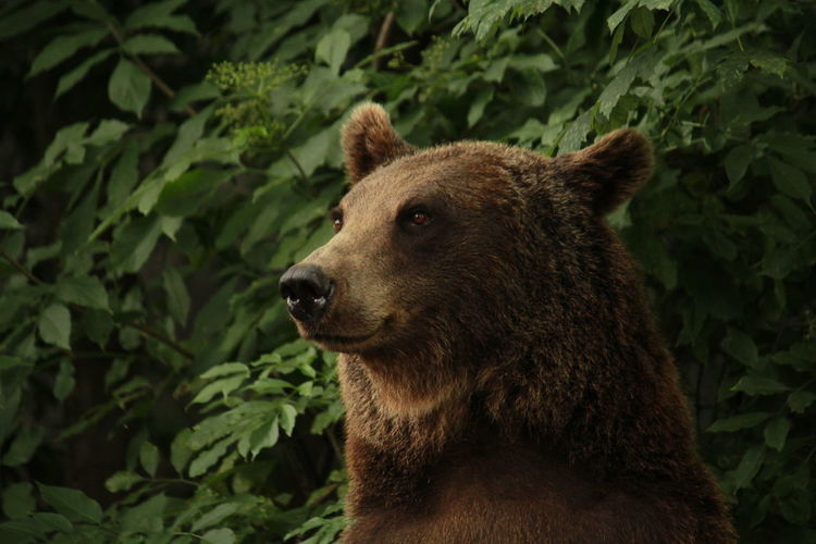Close-up of grizzly bear against plants