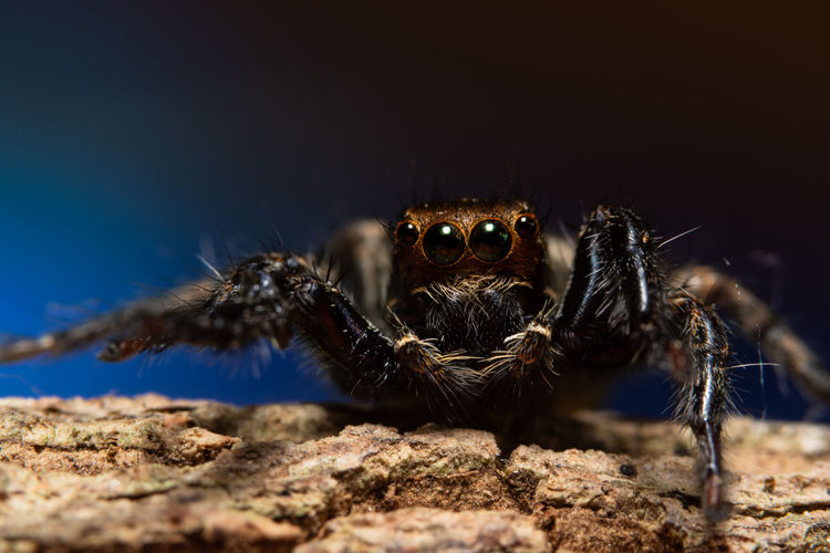 Close-up of jumping spider on tree trunk