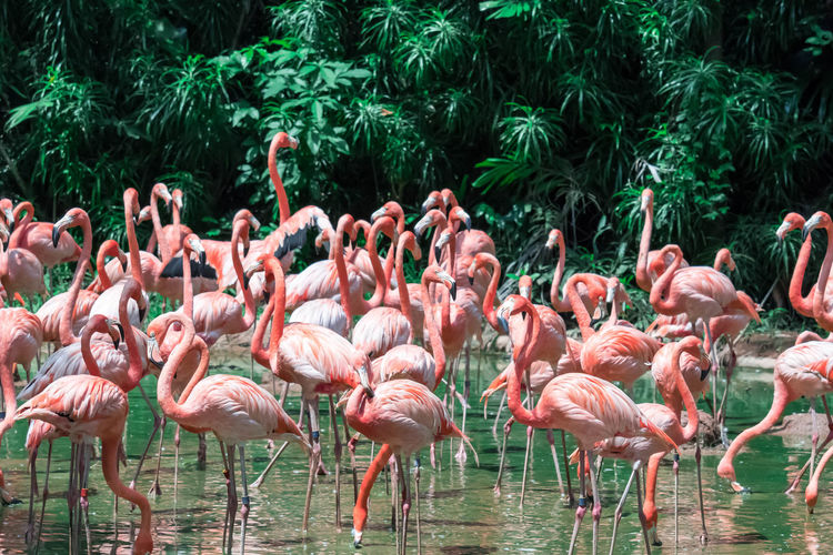 Flamingos standing in lake against trees at forest