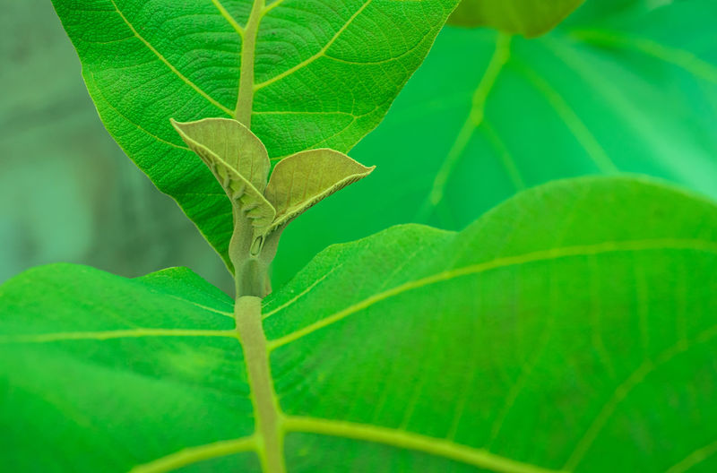 Close-up of green leaves