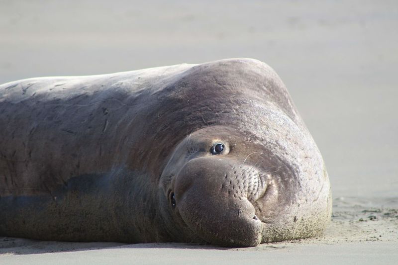 View of elephant seal resting on beach