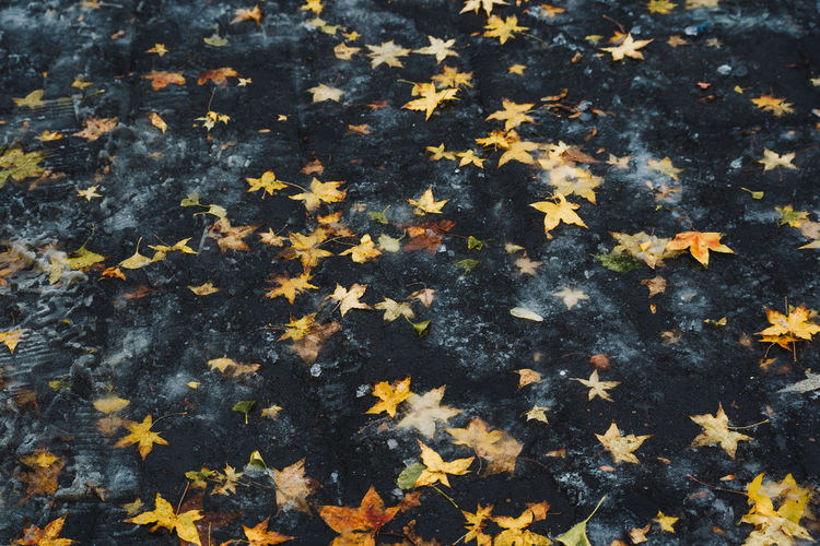 High angle view of yellow maple leaves