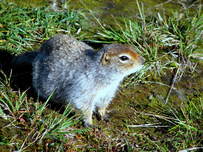 Close-up of squirrel on field