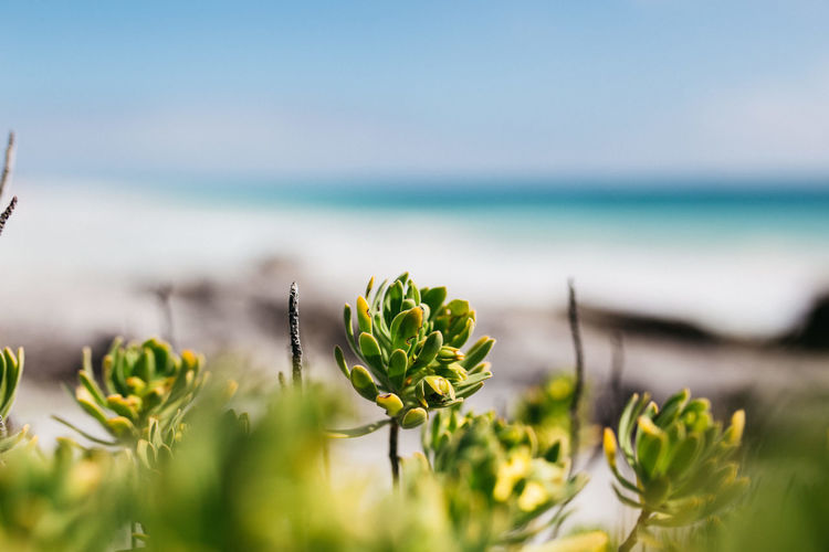 Close-up of flowering plant by sea against sky