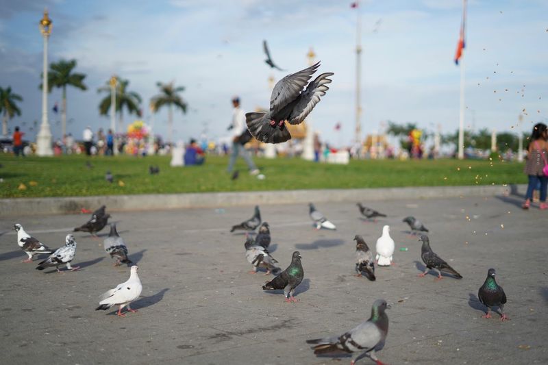 Pigeons flying in a city
