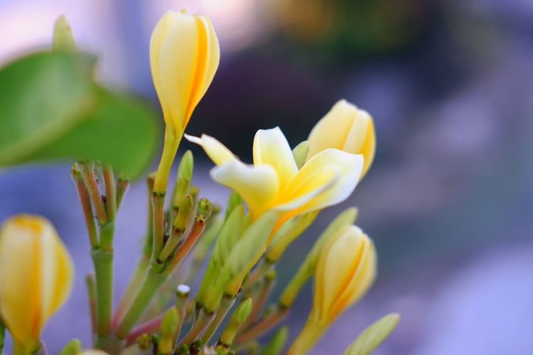 Close-up of yellow crocus flowers