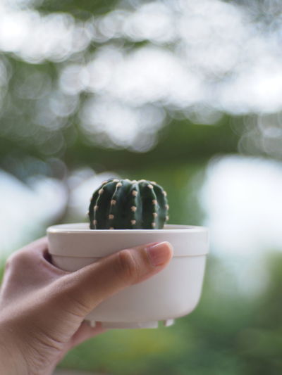 Close-up of hand holding cactus plant