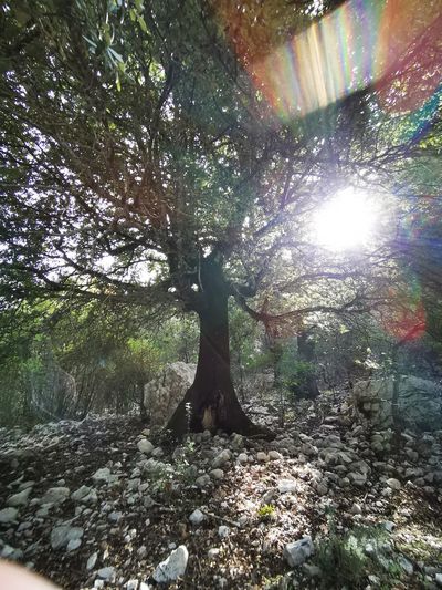 Man standing by tree in forest against bright sun