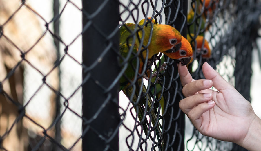 Hand holding bird against fence