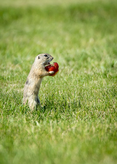 Side view of gopher eating fruit