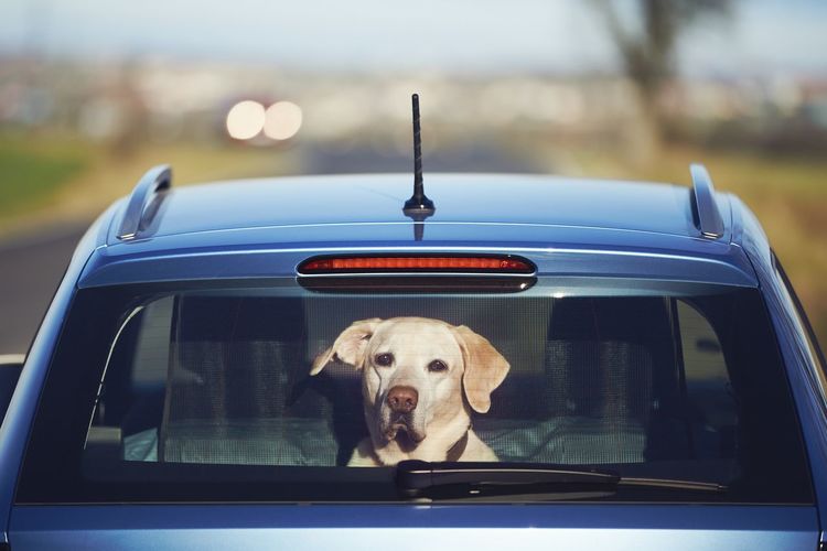 Portrait of dog looking through rear windshield in car
