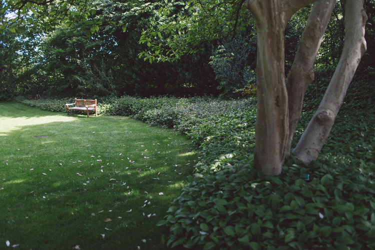 Trees in garden