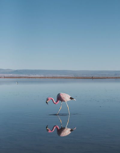 Andean flamingo or parina grande feeding peacefully in laguna chaxa, atacama.