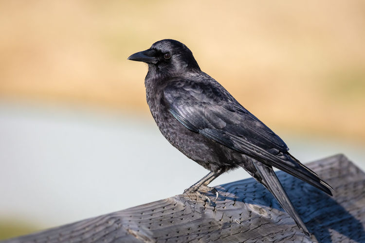 Close-up of an american crow perching