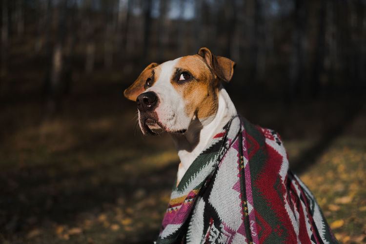 Beautiful dog in a blanket outdoors, autumn nature scene. staffordshire terrier dog in the forest