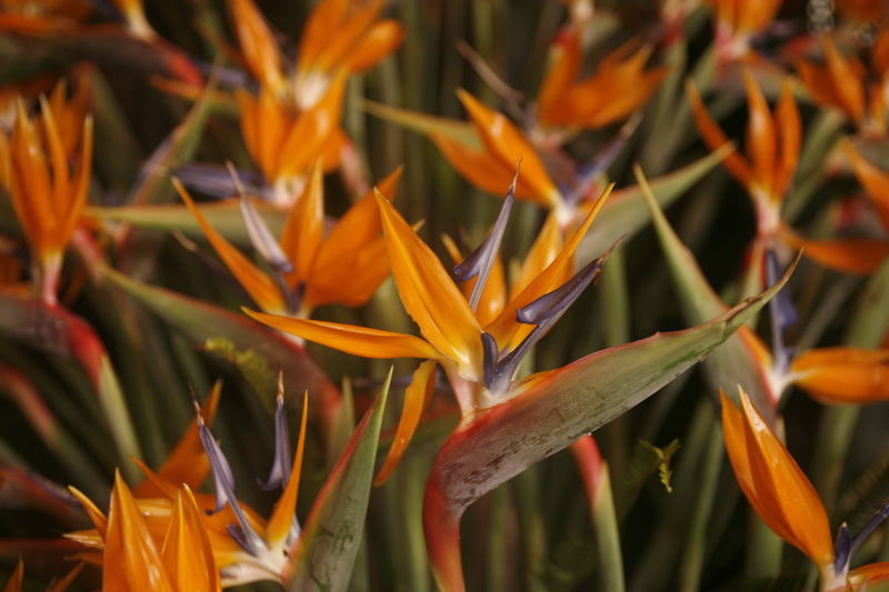 Bird of paradise flowers blooming outdoors