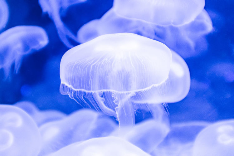 Close-up of jellyfish swimming in sea