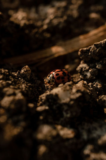 Close-up of ladybug on ground