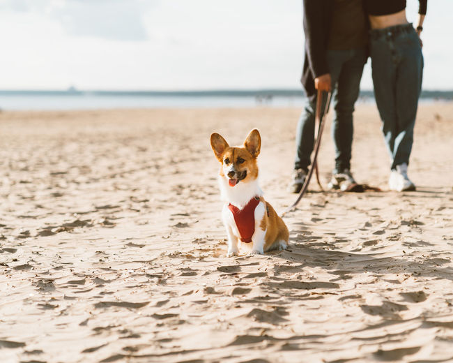 Cropped image of romantic couple walking in beach with dog. young woman and man are having fun