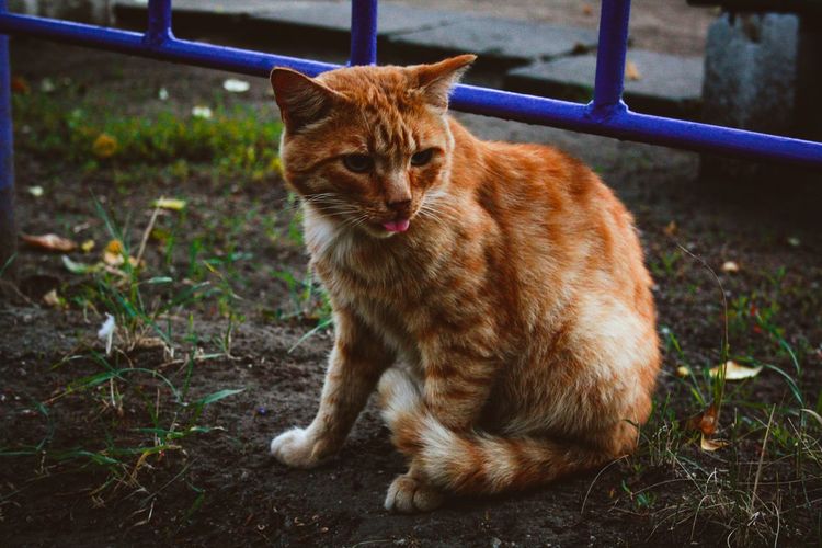 Ginger cat sitting outdoors